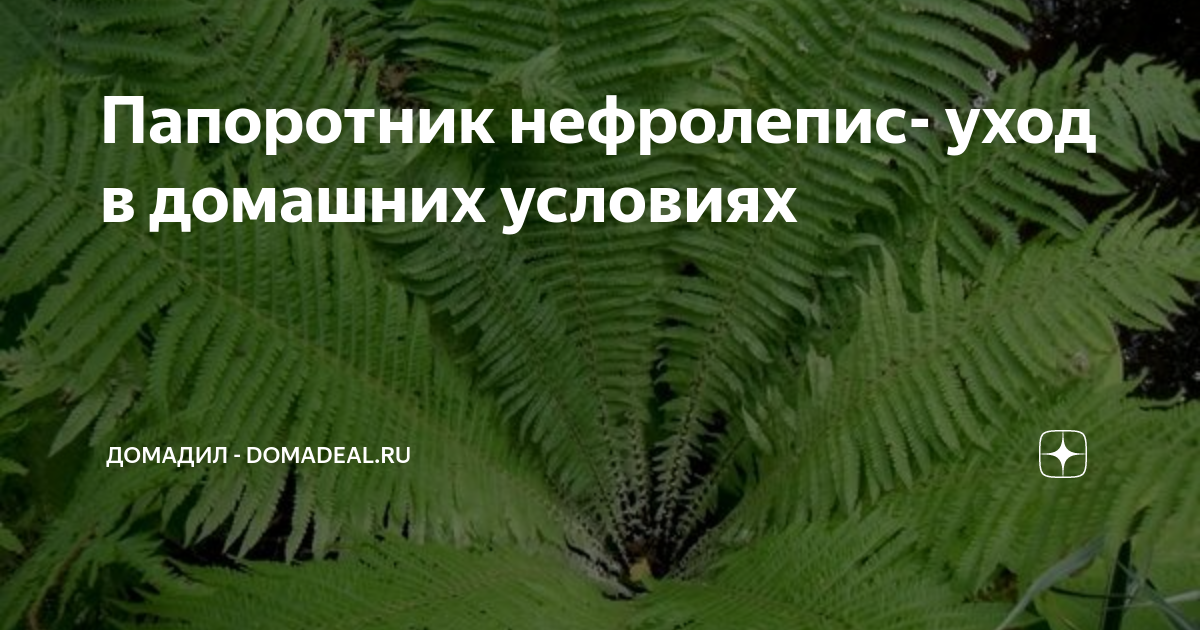 Нефролепис — папоротник, который пришелся по душе цветоводам всего мира