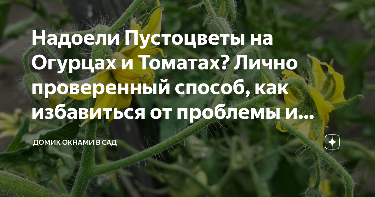 Пустоцвет на огурцах фото. Как понять что огурцы пустоцветы. Пустоцвет цветок. Цветок кабачка. Цветение огурцов пустоцвет.