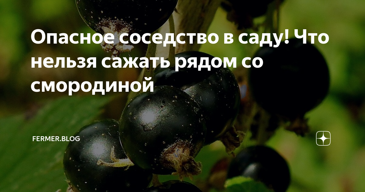 Соседство со смородиной в саду. Что сажать рядом со смородиной. С чем сажать черную смородину рядом. Что нельзя сажать рядом со смородиной. Сажать рядом черную и красную смородину