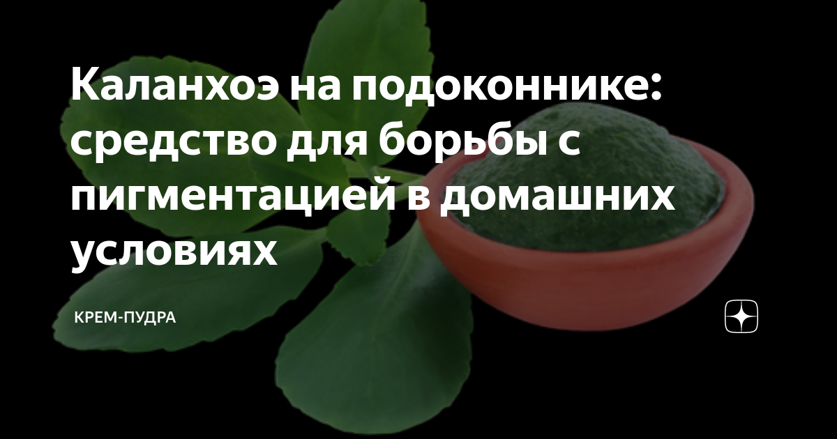 Целительное каланхоэ : Дубровин Иван : Страница - 24 : Читать онлайн бесплатно