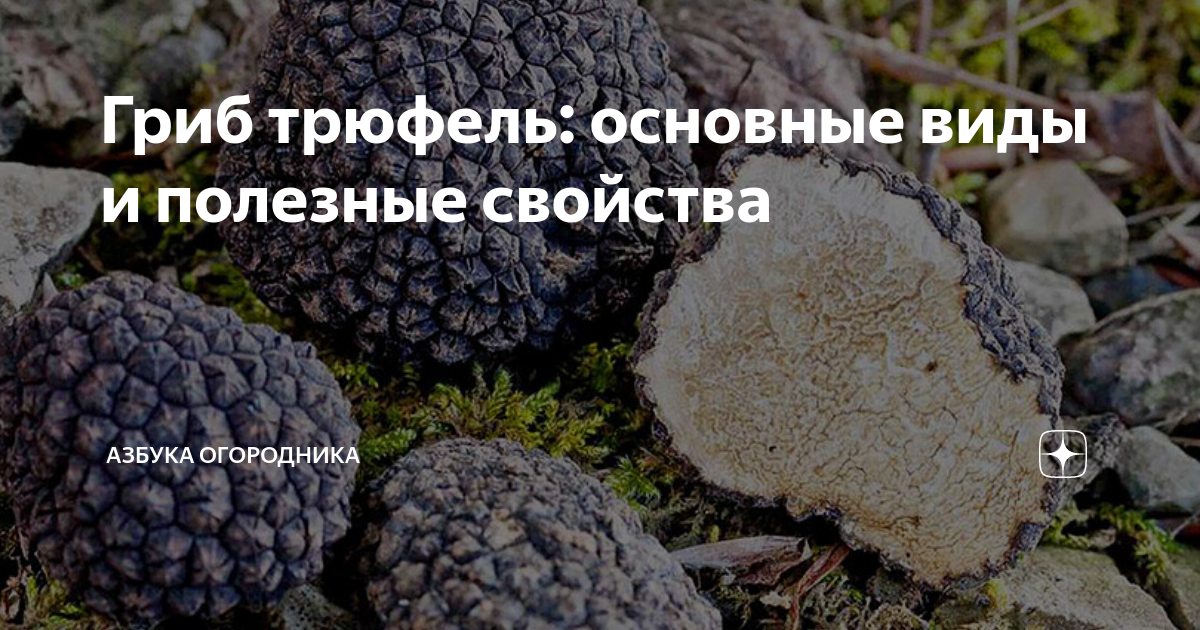 Гриб трюфель: основные виды и полезные свойства | Азбука огородника | Дзен