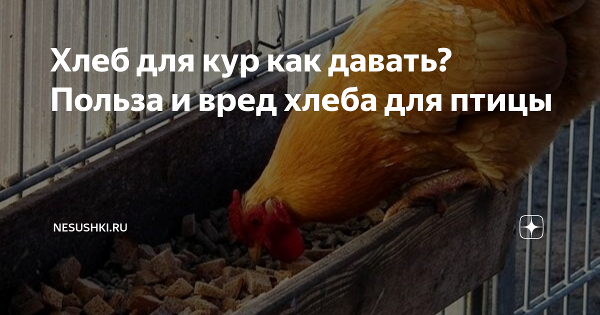 курица в хлебе. куры едят хлеб. еда для курей. если кормить кур хлебом. хлеб давать курам.