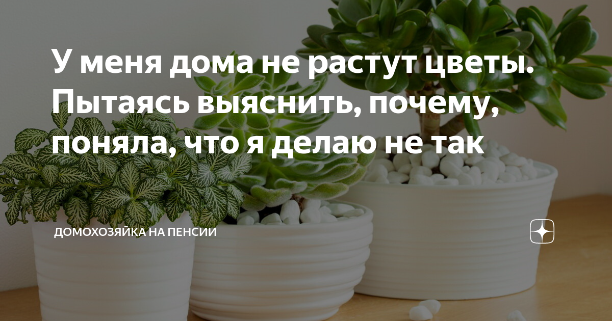 Почему плохо растут цветы на подоконнике? - ответы экспертов orehovo-tortik.ru