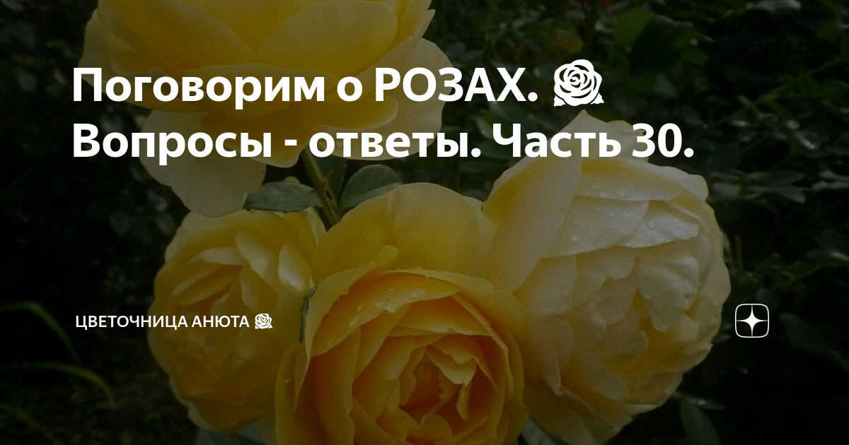 Цветочница анюта последнее. Цветочница анюта розы. Цветочница анюта розы. Цветочница анюта розы дзен. Цветочница анюта розы все статьи.