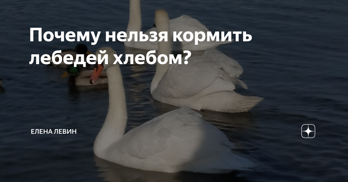 Лебедям нельзя хлеб. Почему нельзя кормить уток хлебом. Почему нельзя кормить лебедей хлебом. Уток не кормить. Не кормите лебедей хлебом.