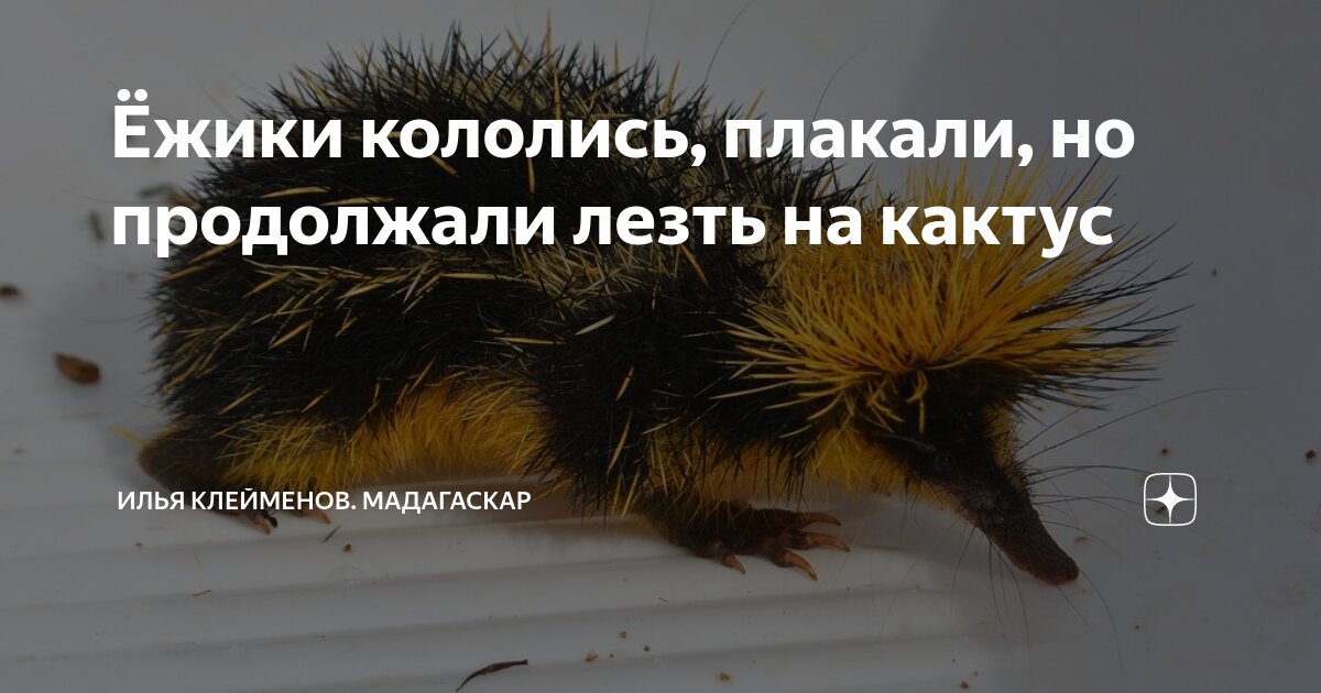 Ежики плакали кололись но продолжали есть кактус картинки