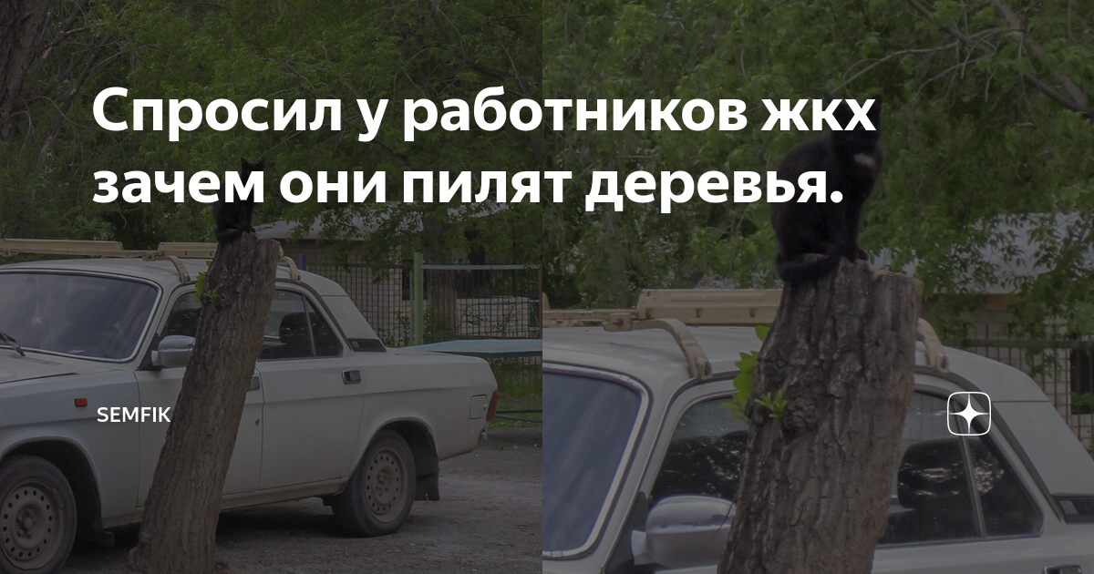 Спросил у работников жкх зачем они пилят деревья. | semf1k | Дзен