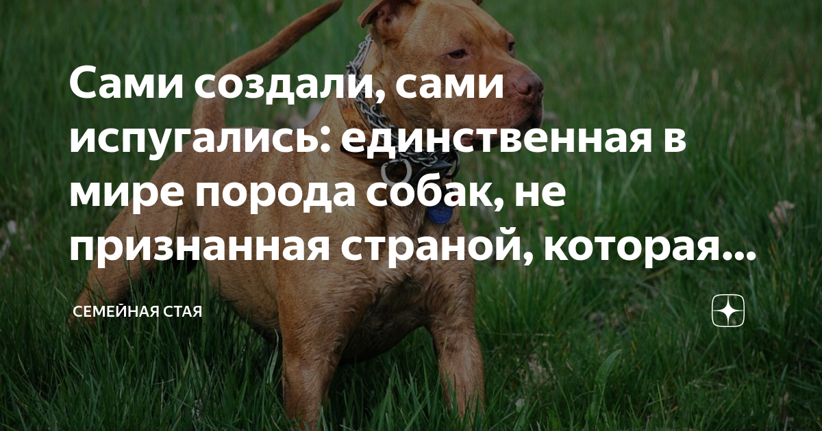 2. Питомник 