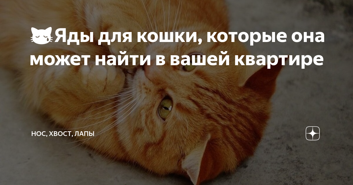 😿Яды для кошки, которые она может найти в вашей квартире | Нос, хвост ...