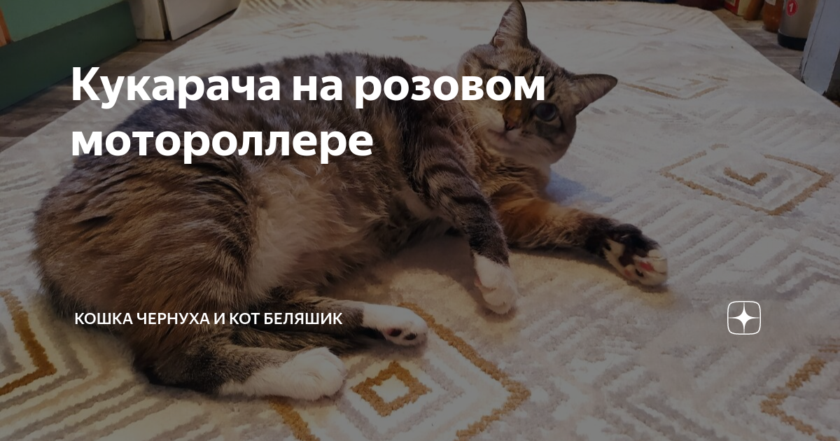 дзен коты беляшик и чернуха