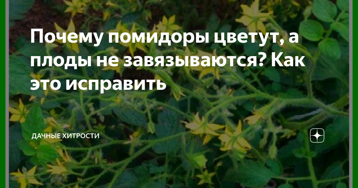 Томаты цветут но не завязываются что делать. Не завязываются помидоры. Завязь для томатов. Почему у томатов не завязываются плоды. Почему не цветут помидоры.