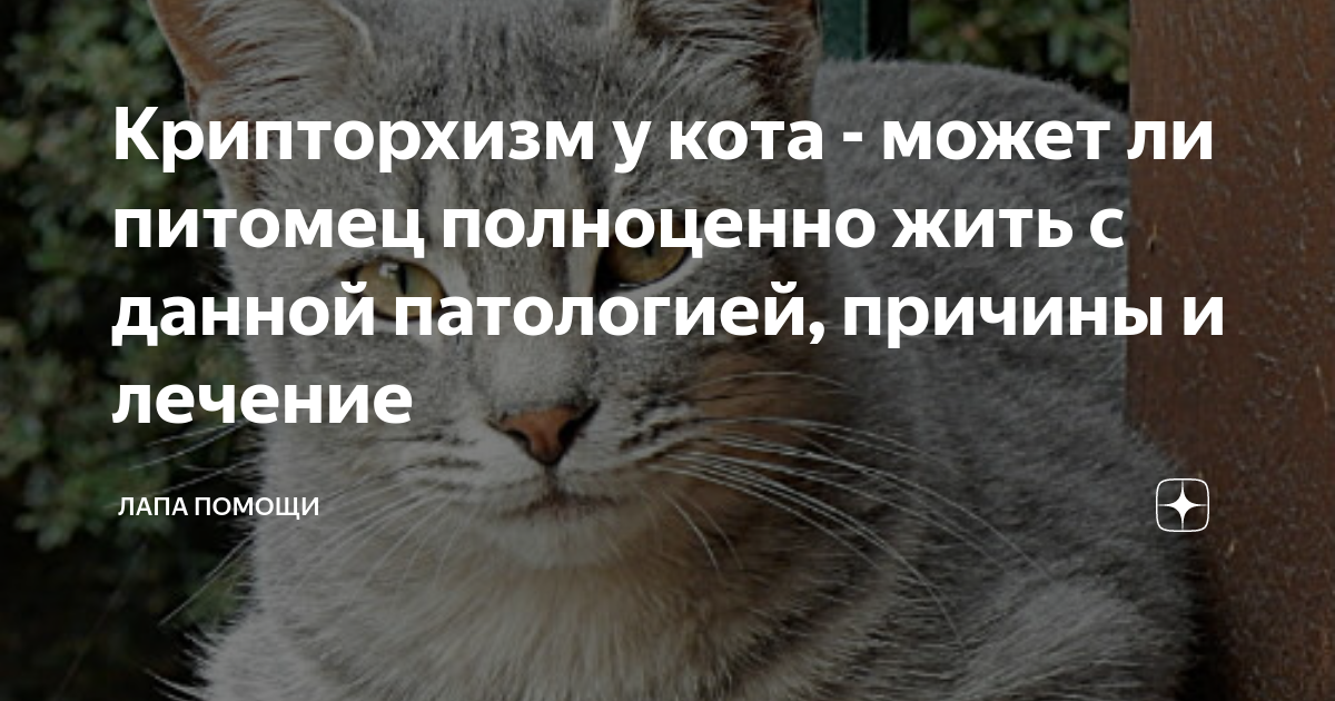 Крипторхизм у котов операция | операция крипторха кота