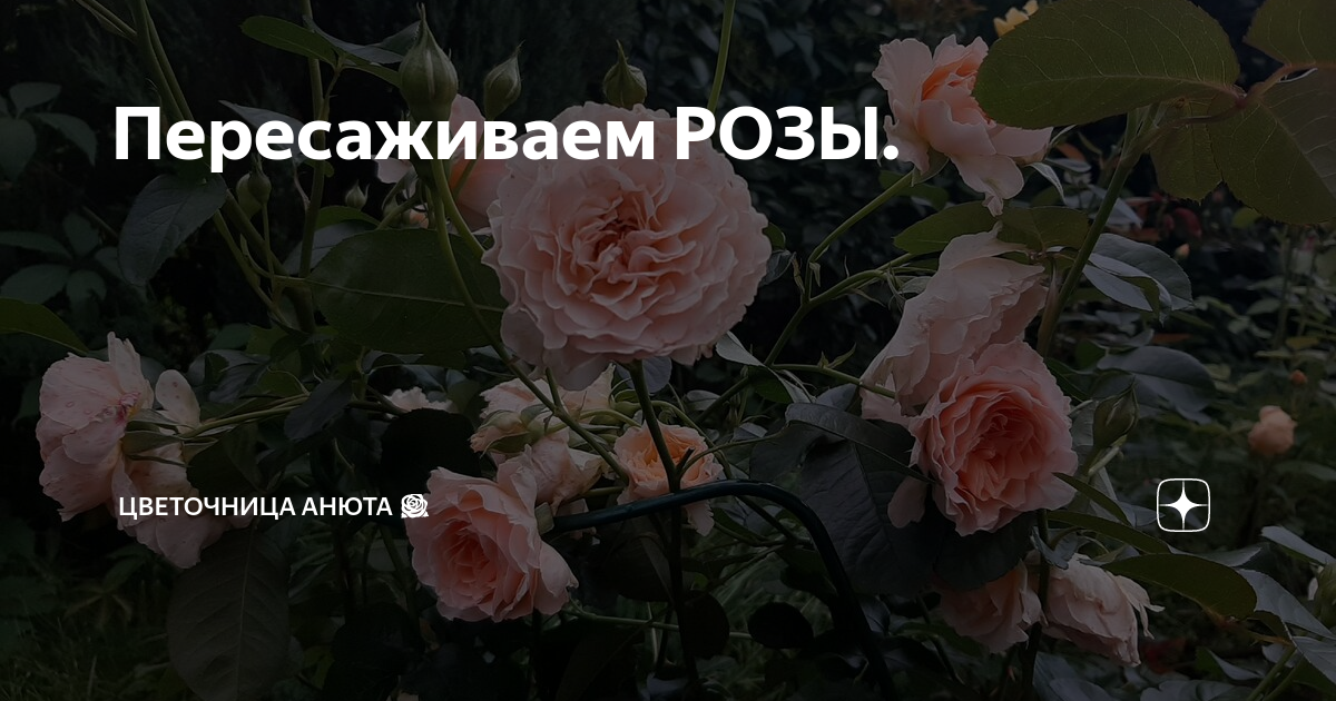 Розе 2023 май. Цветочница анюта статуэтка. Цветочница анюта розы дзен. Цветочница анюта дзен. Цветочница анюта фото.