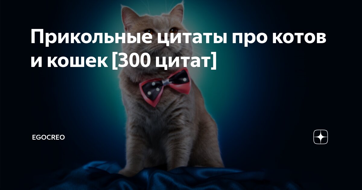 105 цитат о кошках — животных, которые являются настоящим подарком для человечества