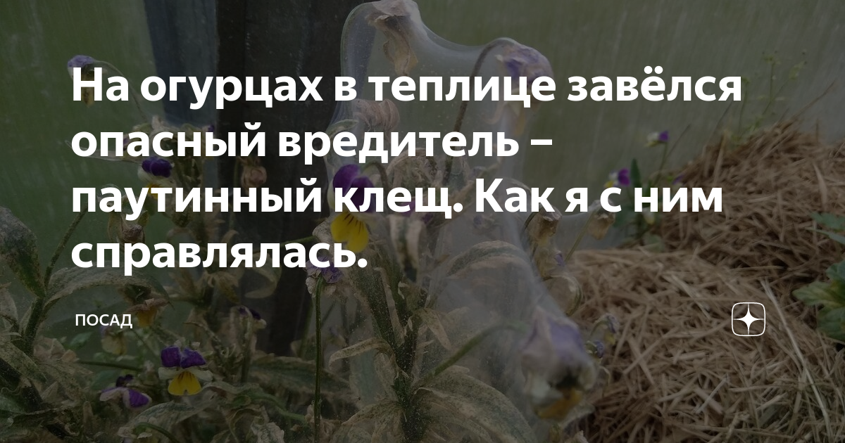 На огурцах в теплице завёлся опасный вредитель – паутинный клещ. Как я ...