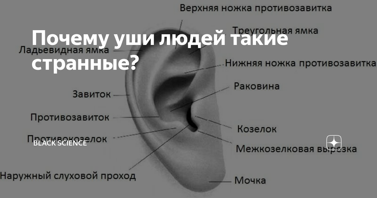 Мочки ушей о чем говорят. Форма ушей и характер.