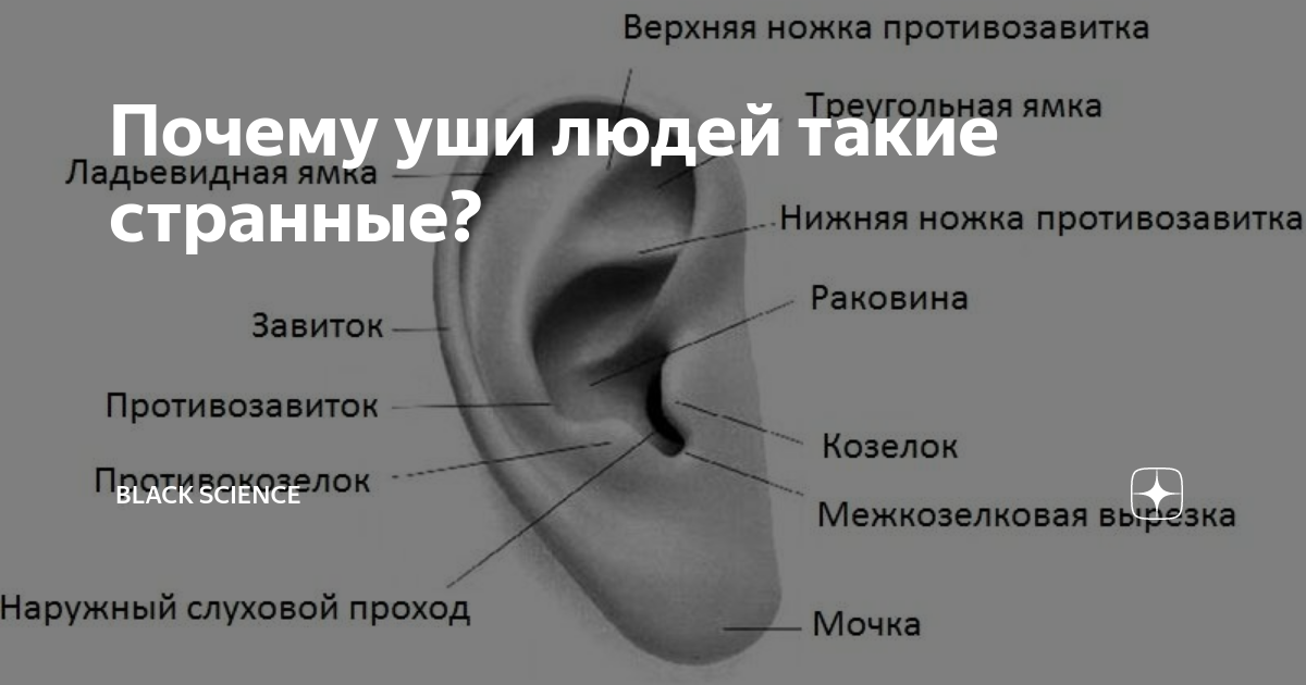 Что значат уши. Ухо завиток и противозавиток. Форма ушей и характер. Формы ушей человека виды. Форма ушной раковины и характер.