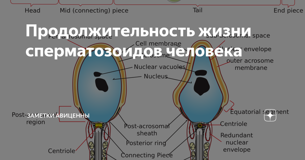 Полное обновление спермы