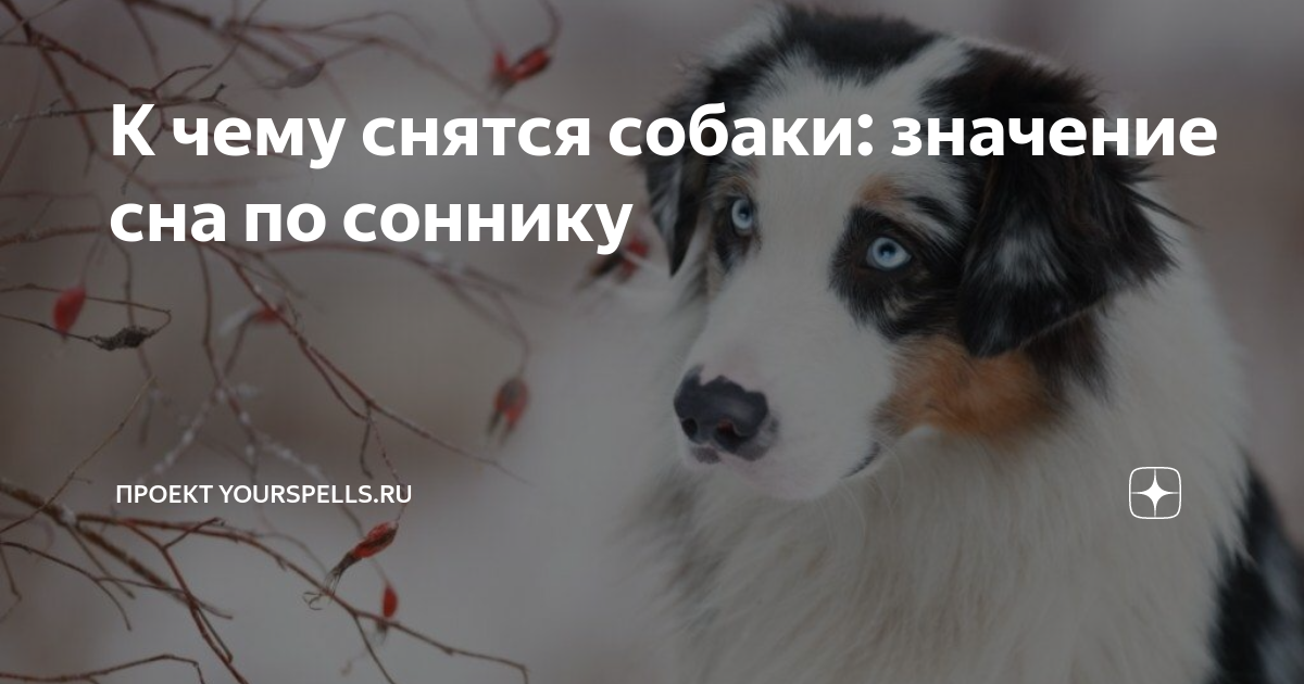 К чему снятся собаки: значение сна по соннику | Проект YOURSPELLS.ru | Дзен