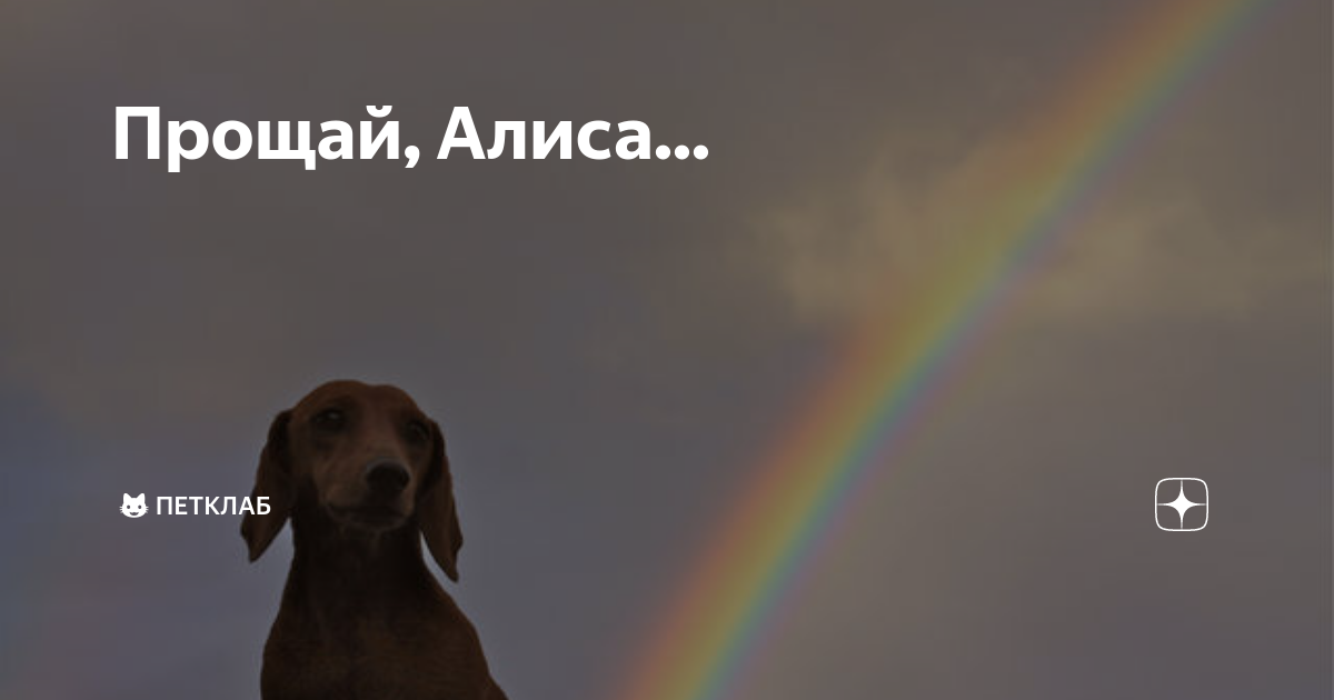 песни прощай алиса. державин прощай алиса. песни прощай алиса. чужая свадьба певец. песни прощай алиса.