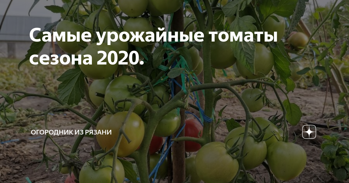 Семена томатов рязань. Сайт томатов Ольги Фомичевой.