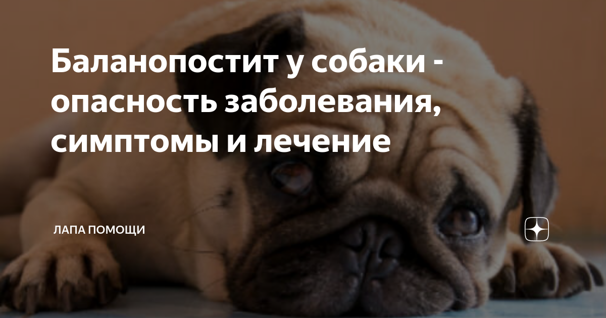 Баланопостит у собак фото 68 фотографий