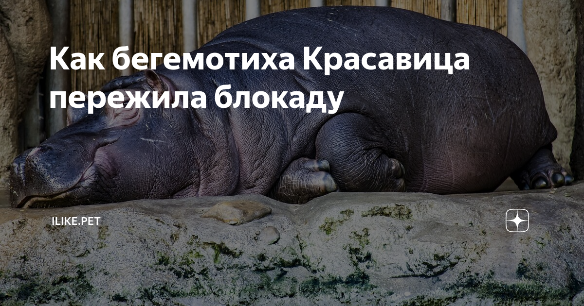 Как звали бегемотиху которая пережила блокаду. Животные ленинградского зоопарка в блокаду. Бегемот ленинградский зоопарк блокада. Животные зоопарка блокадного ленинграда. Бегемотиха красавица в блокадном ленинграде.