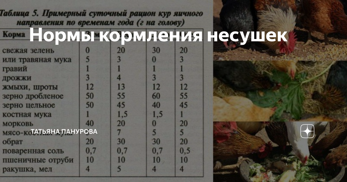 Сколько поить кур. Рацион корма для кур несушек в сутки. Нормы рационов кур несушек. Норма корма для кур несушек на сутки. Суточные нормы кормления кур несушек.