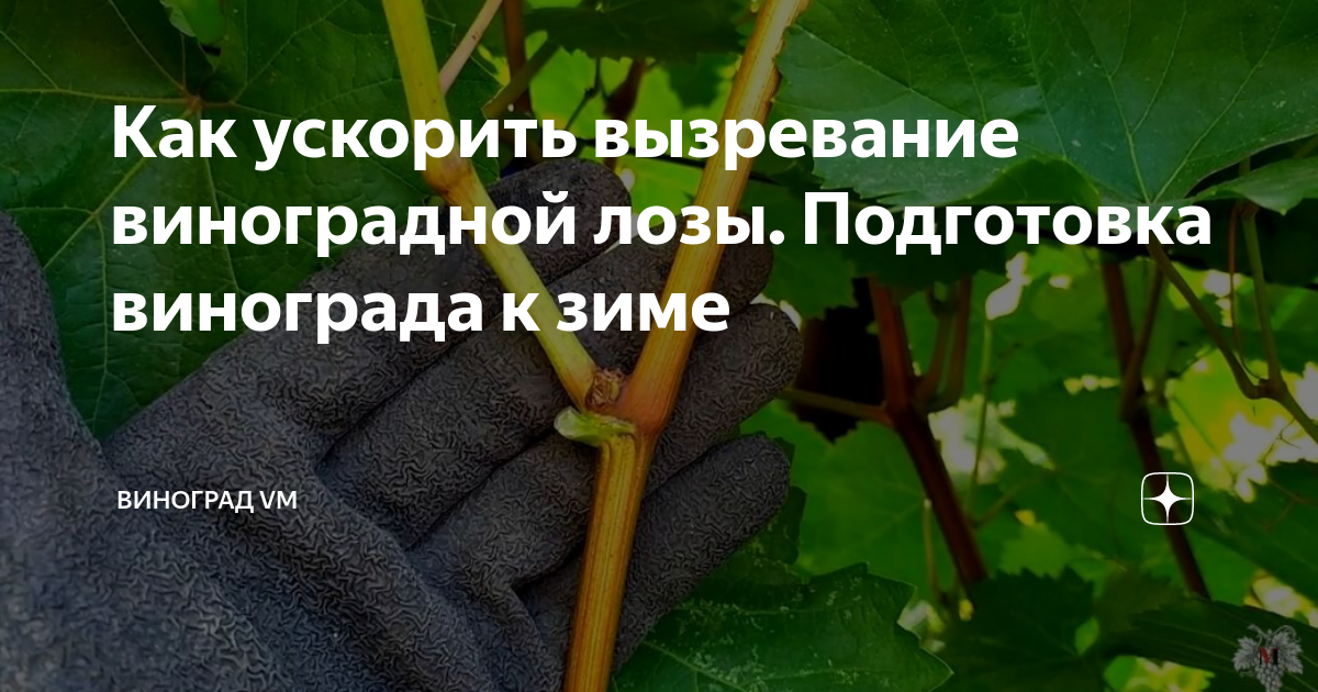 Как ускорить рост винограда. Как ускорить созревание винограда. Хорошо вызревшая лоза винограда. Подготовка виноградной лозы к зиме. Вызревание лозы винограда.