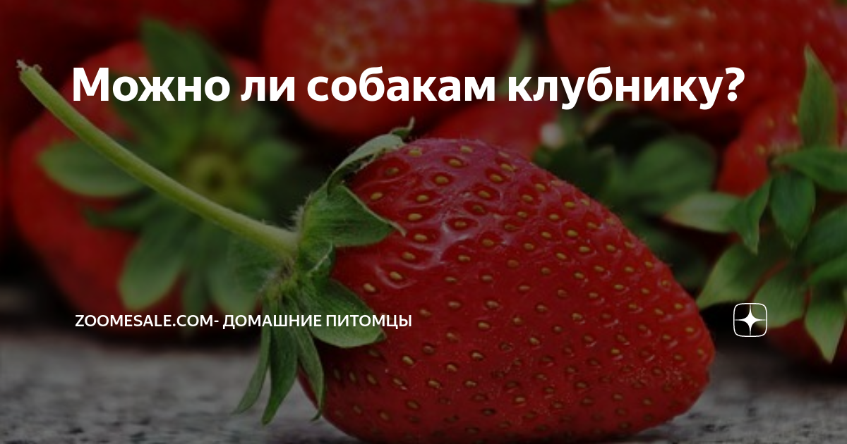 Собака с яблоком. Собака ест клубнику. Можно собаке клубнику давать. Собака с клубникой. Можно собаке клубнику давать.