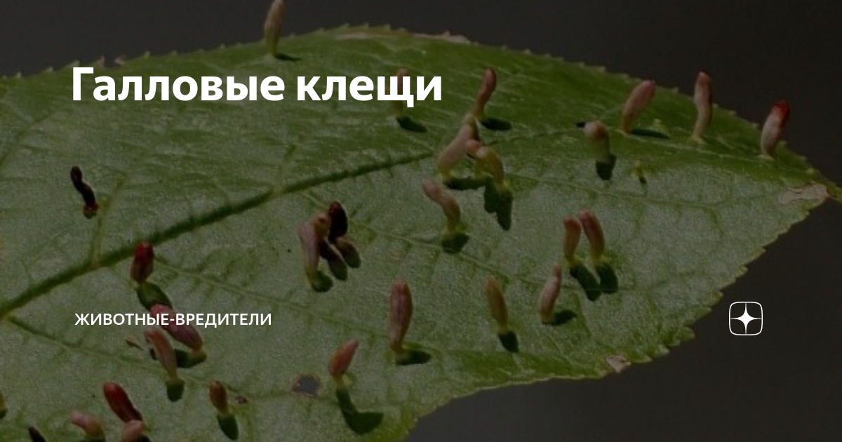 Тиовит Джет (З.А.С.) 30 г от болезней и клещей в Москве - цены, характеристики, 