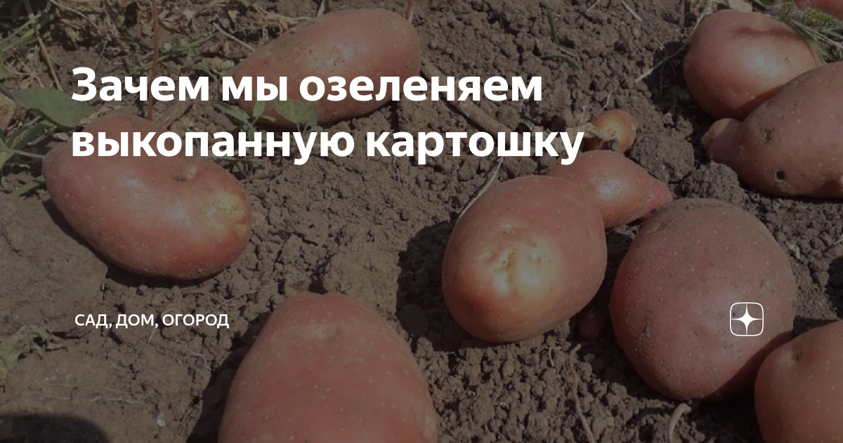 Как хранить выкопанную картошку. Как хранить выкопанную картошку