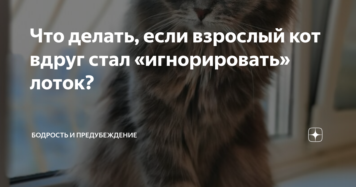 что делать если кот постоянно хочет есть