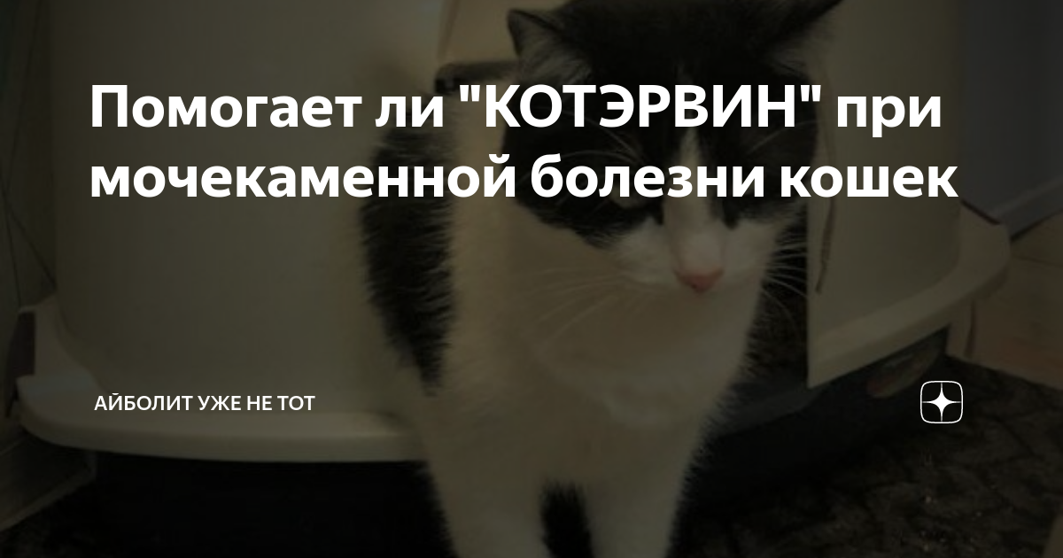 Помогает ли "КОТЭРВИН" при мочекаменной болезни кошек | Айболит уже не ...
