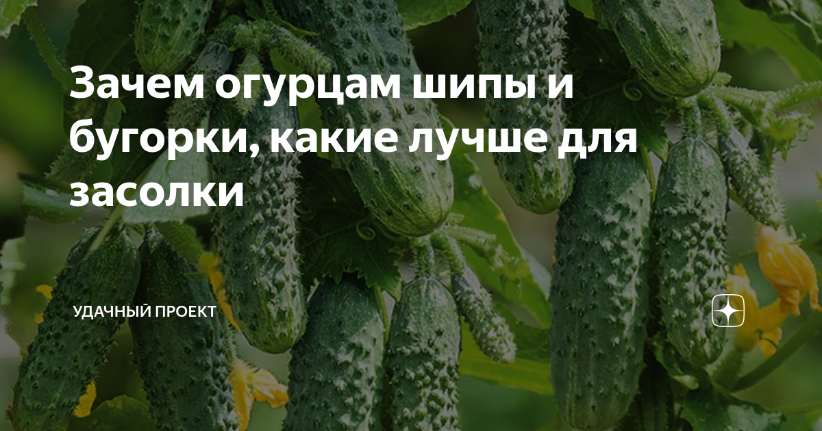 Зачем огурцам шипы и бугорки, какие лучше для засолки | уДачный проект ...