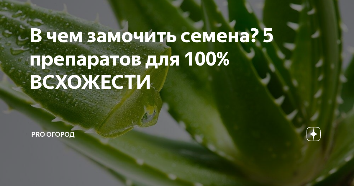 В чем замочить семена? 5 препаратов для 100% ВСХОЖЕСТИ | PRO ОГОРОД | Дзен