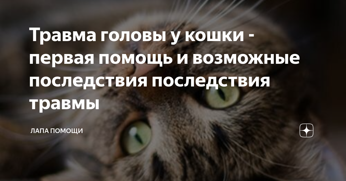 Наиболее распространенные травмы у кошек - диагностика, лечение, профилактика