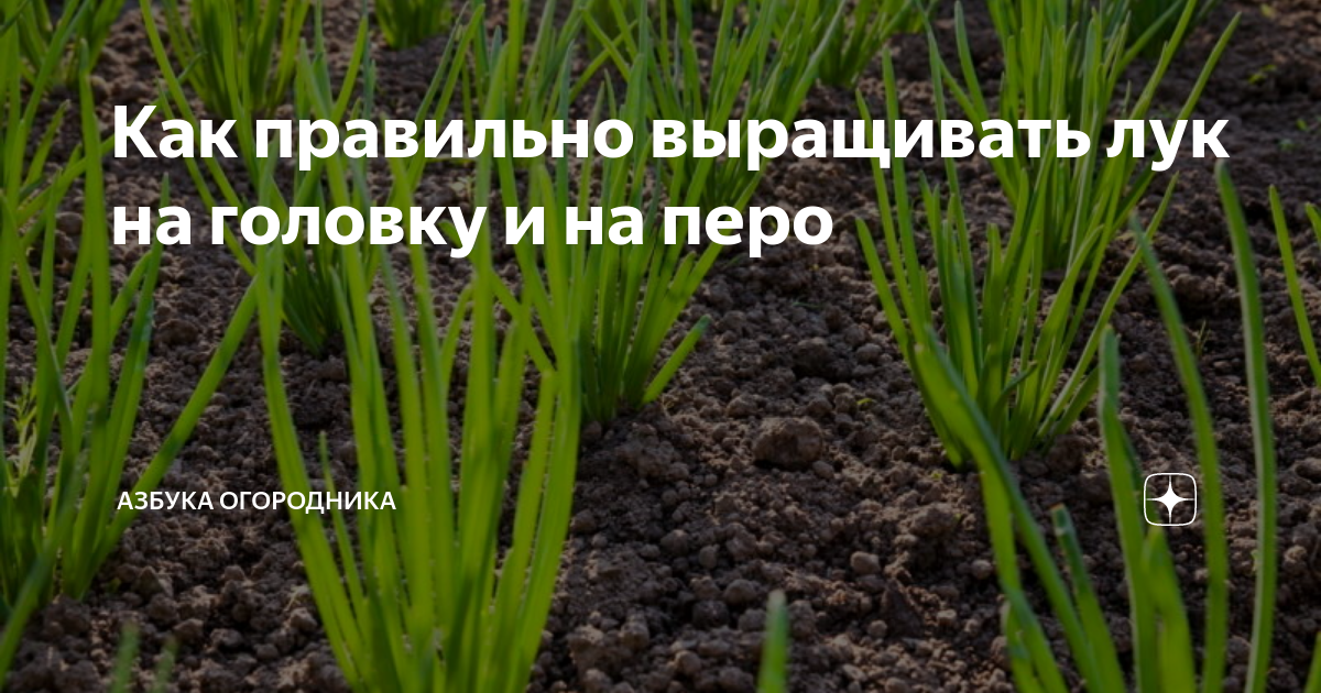 Как правильно выращивать лук на головку и на перо | Азбука огородника ...