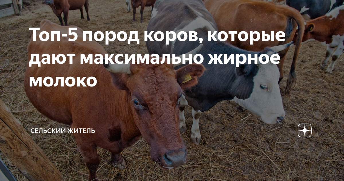 Топ-5 пород коров, которые дают максимально жирное молоко | Сельский ...