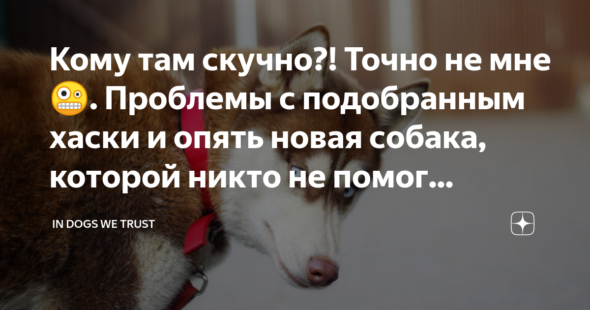 Кому там скучно?! Точно не мне🤪. Проблемы с подобранным хаски и опять ...