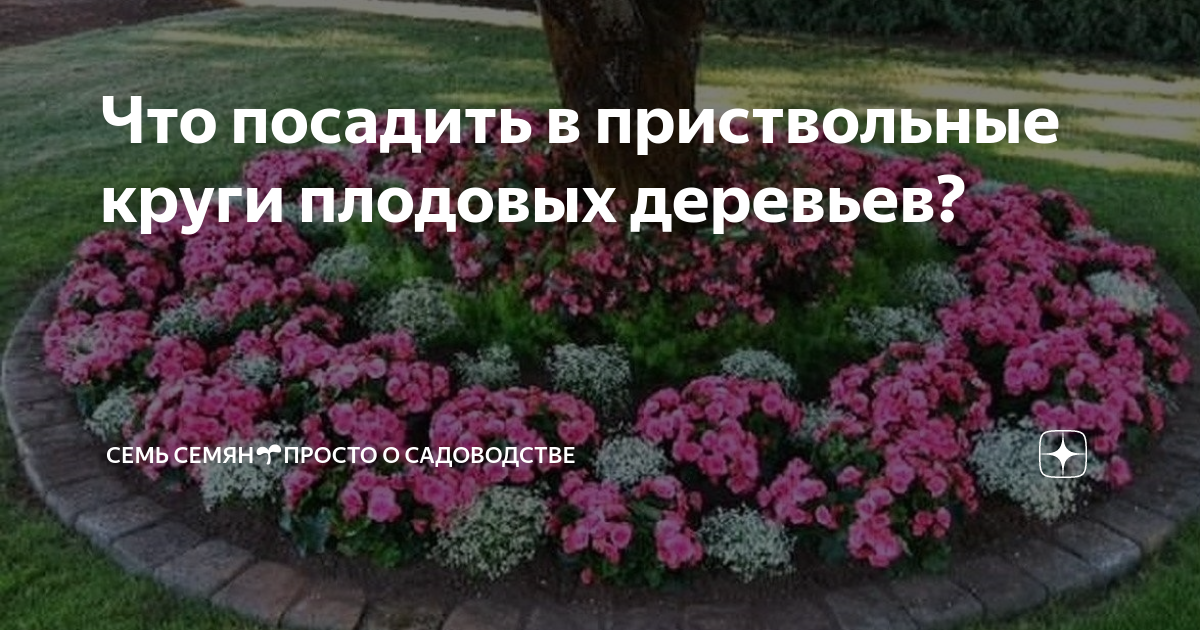 Бархатцы в приствольных кругах плодовых деревьев фото