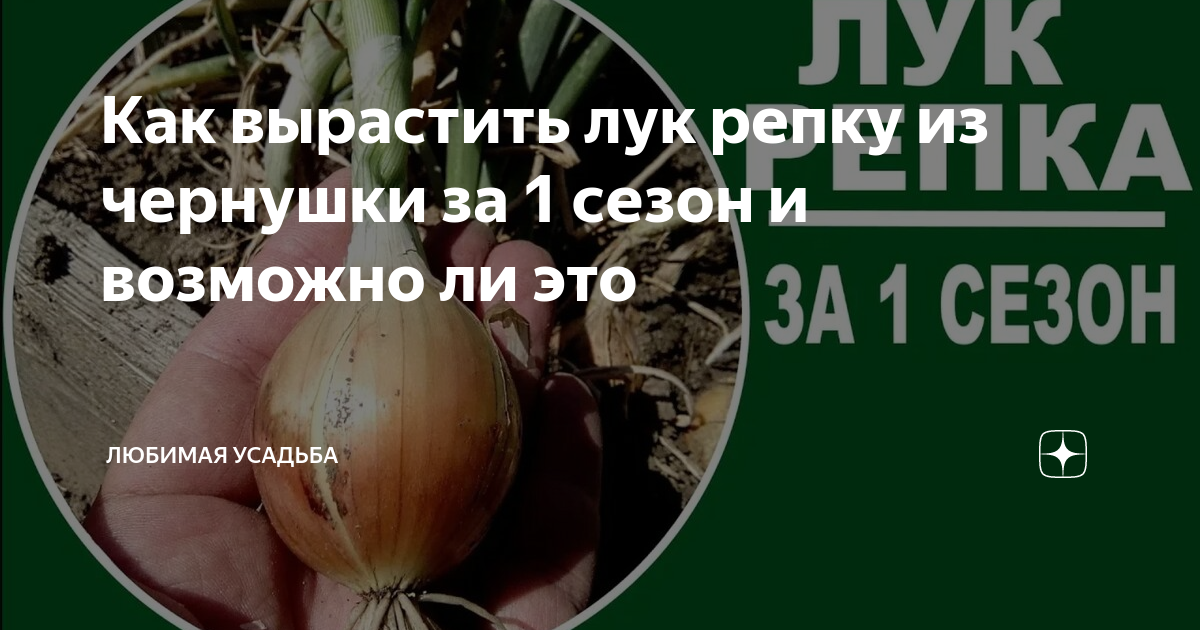 как вырастить лук из семян чернушки