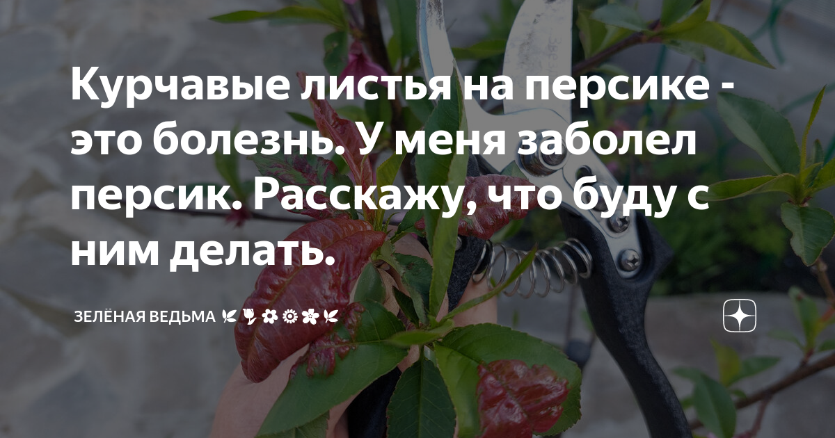 Почему скручиваются листья персика и яблони - причины и лечение