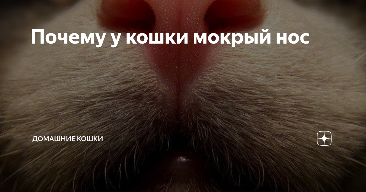 Мокрый нос у кошки