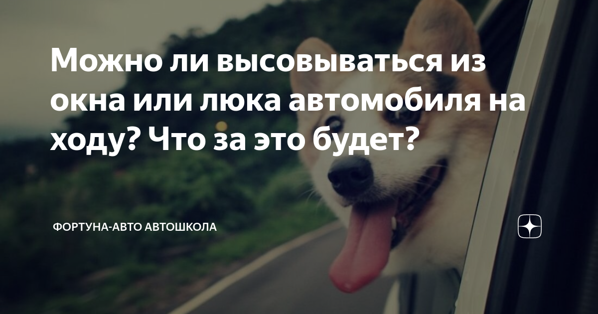 Высунулась из окна машины