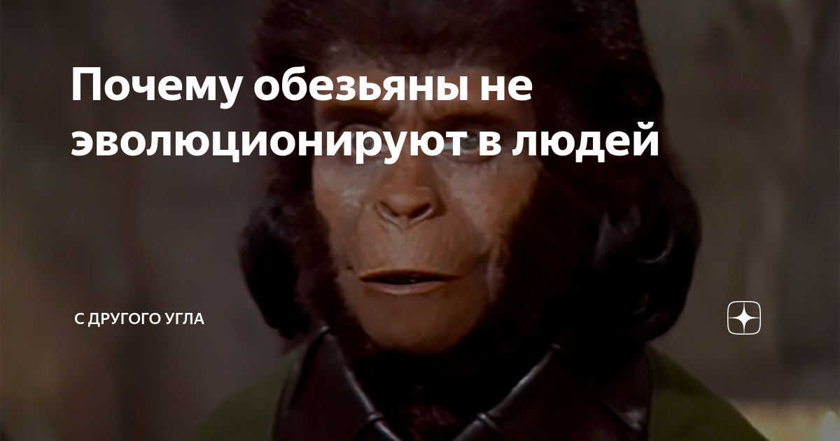 Почему современные обезьяны не эволюционируют. Почему обезьяны не превращаются в человека. Почему современная обезьяна не может превратиться в человека. Почему обезьяны не эволюционируют в человека. Почему не обезьяны не эволюционируют.