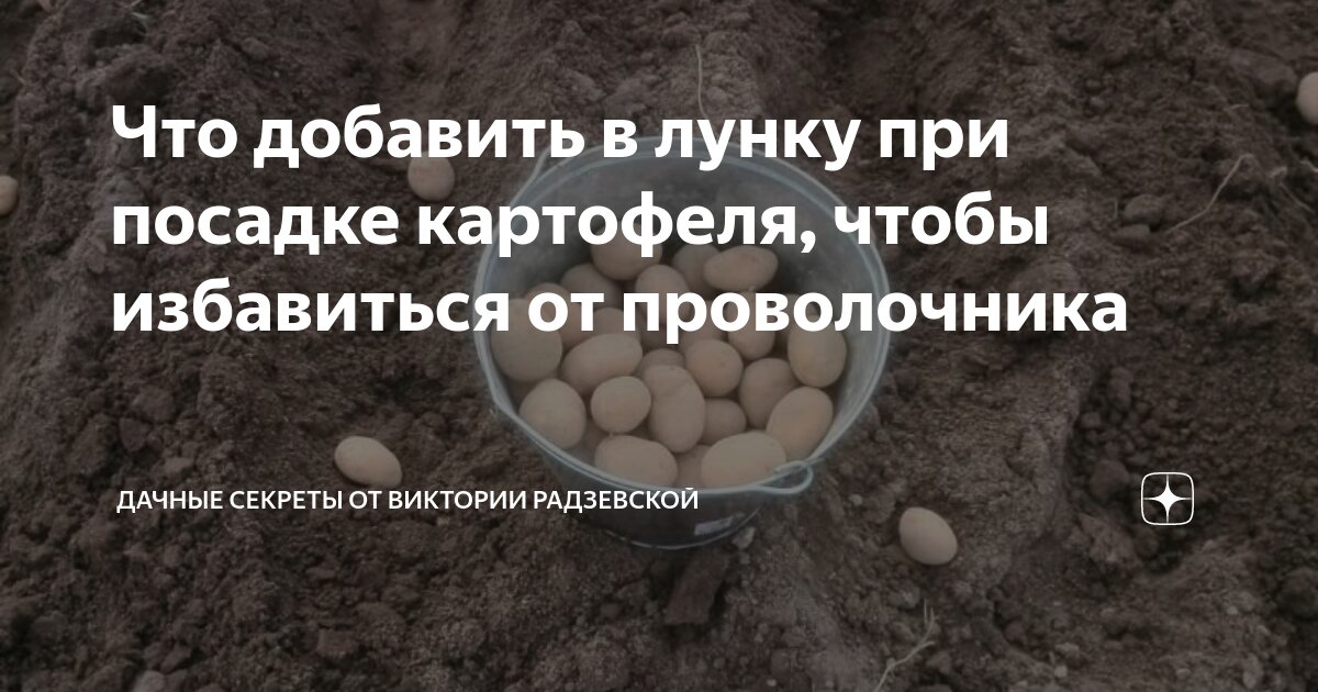 Добавить при посадке картофеля. Удобрение для картофеля при посадке в лунку от проволочника. от проволочника при посадке картофеля. для посадки картофеля удобрение от проволочника. в лунку при посадке от проволочника.