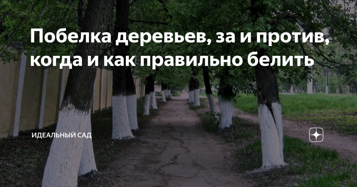 Покраска деревьев известью. Побелка стволов деревьев. Побелка деревьев осенью. Побелка деревьев. Побелка деревьев.
