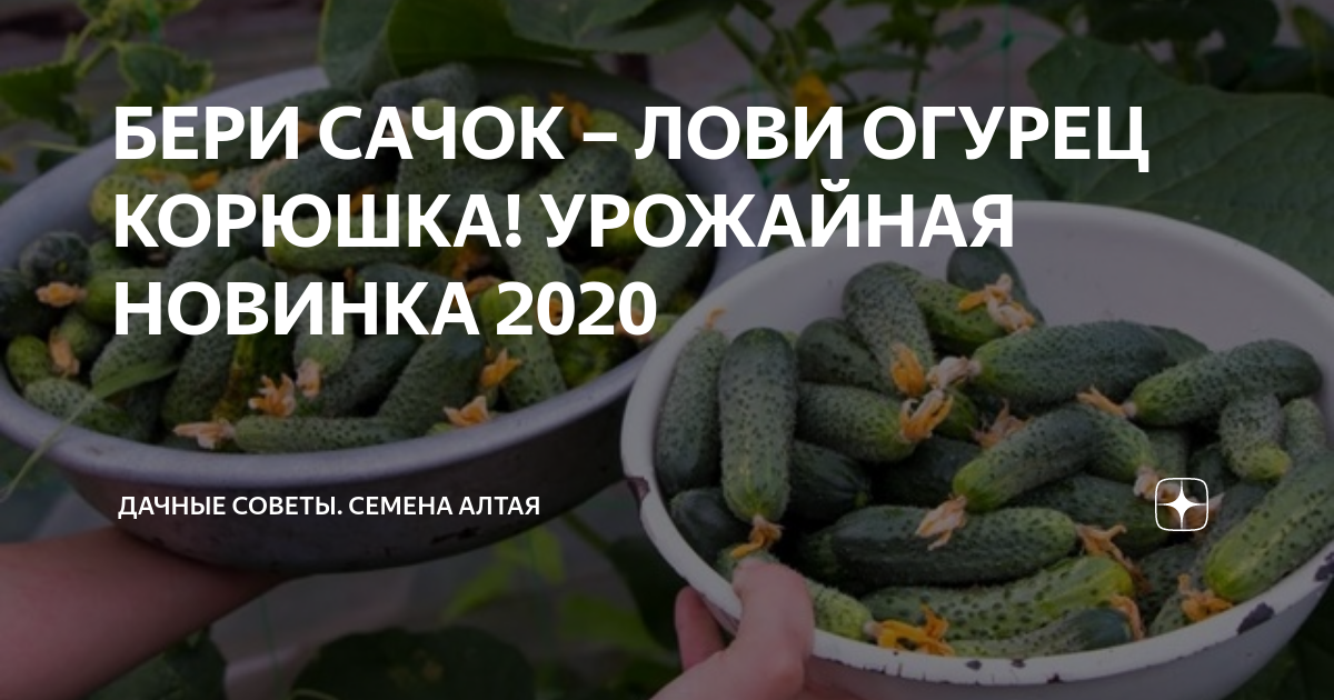 БЕРИ САЧОК – ЛОВИ ОГУРЕЦ КОРЮШКА! УРОЖАЙНАЯ НОВИНКА 2020 | Семена Алтая ...