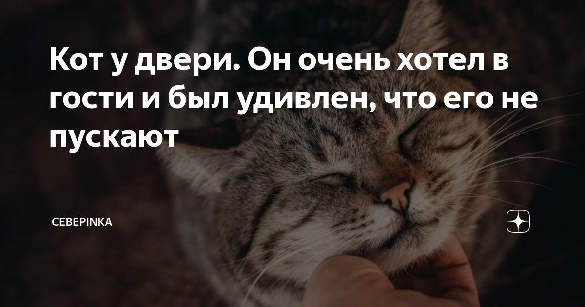 Рекомендации по уходу за мяукающим котенком